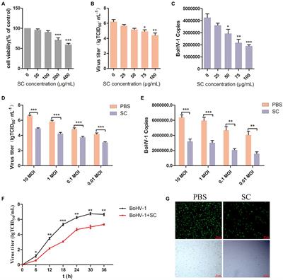 Schisandra chinensis inhibits the entry of BoHV-1 by blocking PI3K-Akt pathway and enhances the m6A methylation of gD to inhibit the entry of progeny virus